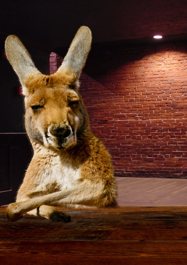 Creation of Wallabie Bar: Step 5